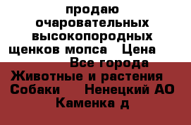 продаю очаровательных высокопородных щенков мопса › Цена ­ 20 000 - Все города Животные и растения » Собаки   . Ненецкий АО,Каменка д.